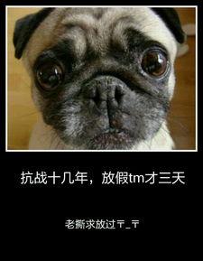 漫画真爱狗,温情脉脉的宠物情缘